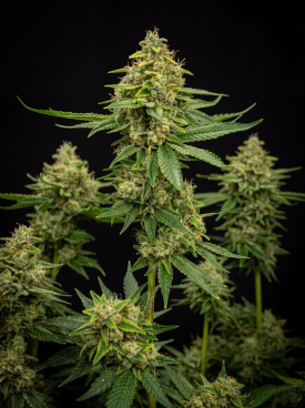 Deelite Autoflower Seeds