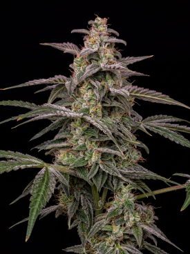 Deep Chunk Seeds