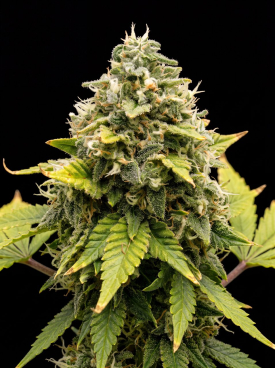 Diesel Autoflower Seeds
