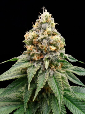 Disco Bizkit Seeds