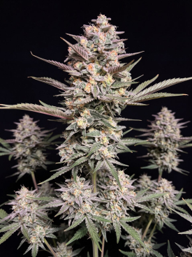 Do-si-dos Autoflower Seeds