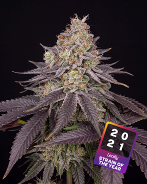 Do-si-dos Seeds