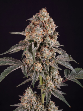 Dosed Chocolate Chips Seeds