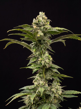 Dream Queen Seeds