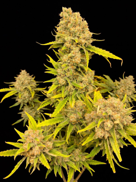 Durban Poison Autoflower Seeds