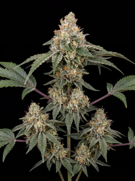 Durban Poison Seeds
