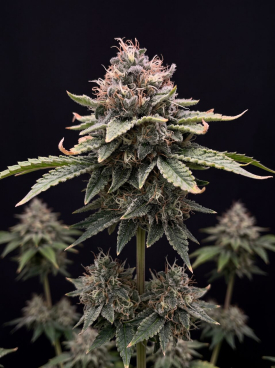 Dynasty Autoflower Seeds