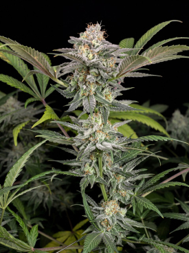 Early Girl Seeds