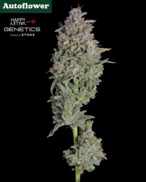 Easy Button Autoflower Seeds