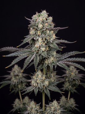 Exodus Cheese Autoflower Seeds
