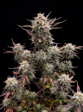 Face Off OG Autoflower Seeds
