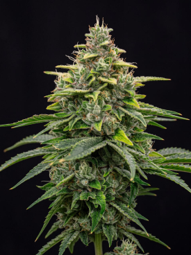 Fire OG Seeds