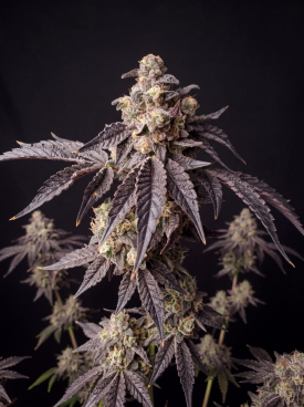 Forbidden Runtz Autoflower Seeds