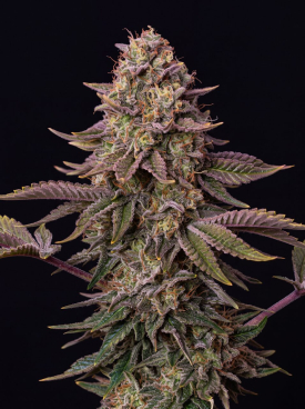 Frosted Oranges Seeds