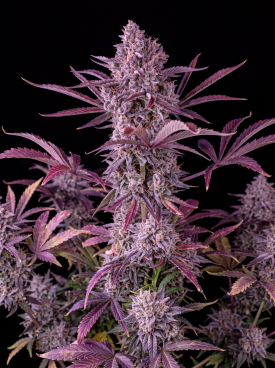 Fruity Pebbles Autoflower Seeds