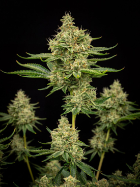 G13 Autoflower Seeds