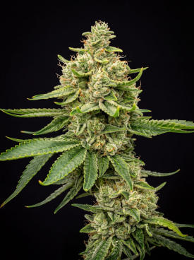 G13 Seeds