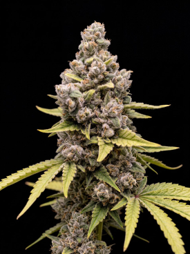 Galactic Grape Guava Seeds