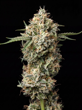 Garlic Breath Seeds