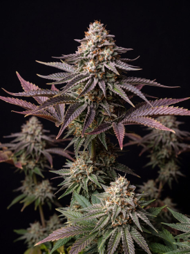 Gary Payton Autoflower Seeds
