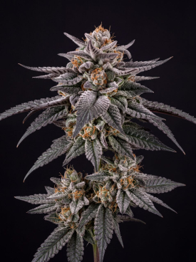 Gelato Rainbow Sherbet Seeds