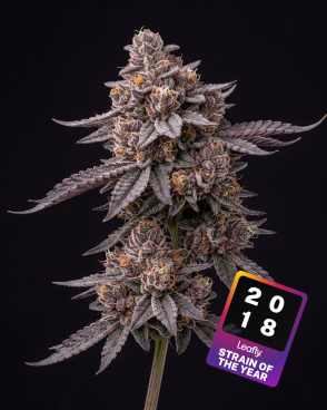 Gelato Seeds