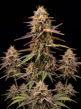 Gelonade Autoflower Seeds