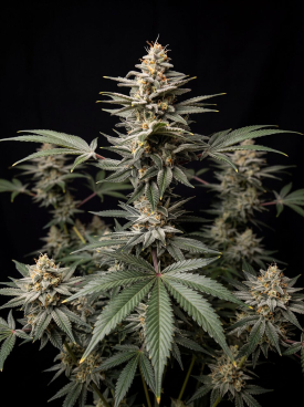 GG4 Autoflower Seeds