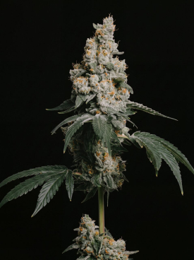GMO Cookies Seeds