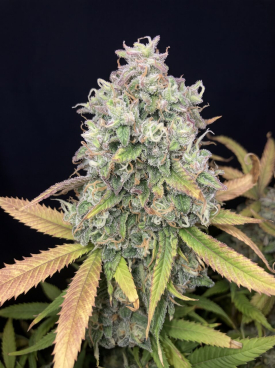 GMO x Double Burger Seeds