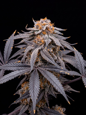 Godfather OG Seeds