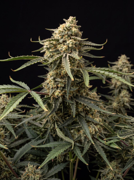Gold Leaf Autoflower Seeds