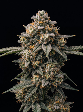 Gorilla Guava Seeds