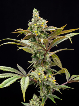 Government O.G. Seeds