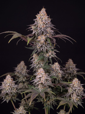 Granddaddy Purple Autoflower Seeds