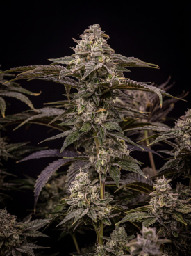 Grape Diamonds Seeds