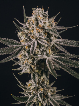 Grape Octane Seeds