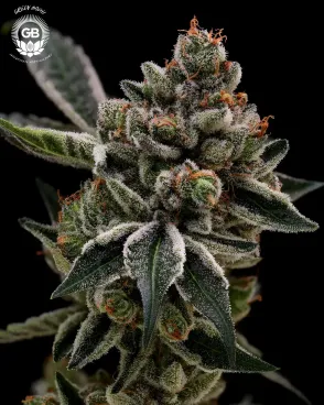 Grape Gellyz Seeds