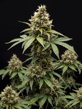 Grapefruit Autoflower Seeds
