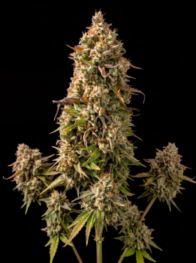 Grapericot Pie Autoflower Seeds