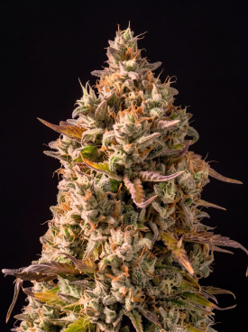 Grapericot Pie Seeds