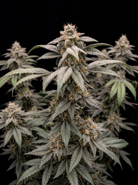 Gravenstein OG Autoflower Seeds