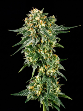 Green Crack Seeds