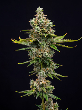 Green Crack x Somango Seeds