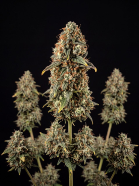 Gruntz Autoflower Seeds