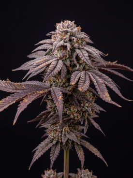 Gruntz Seeds