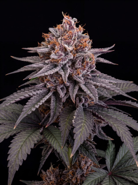 Gush Mints Seeds