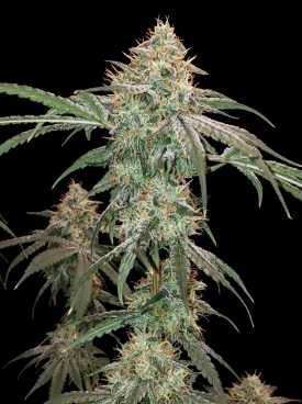 Gushers Seeds