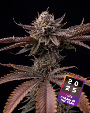 Hash Burger Seeds