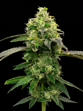 Hellfire OG Seeds
